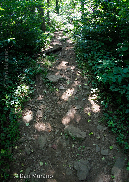 It's easy to trip over rocks and roots on the path.